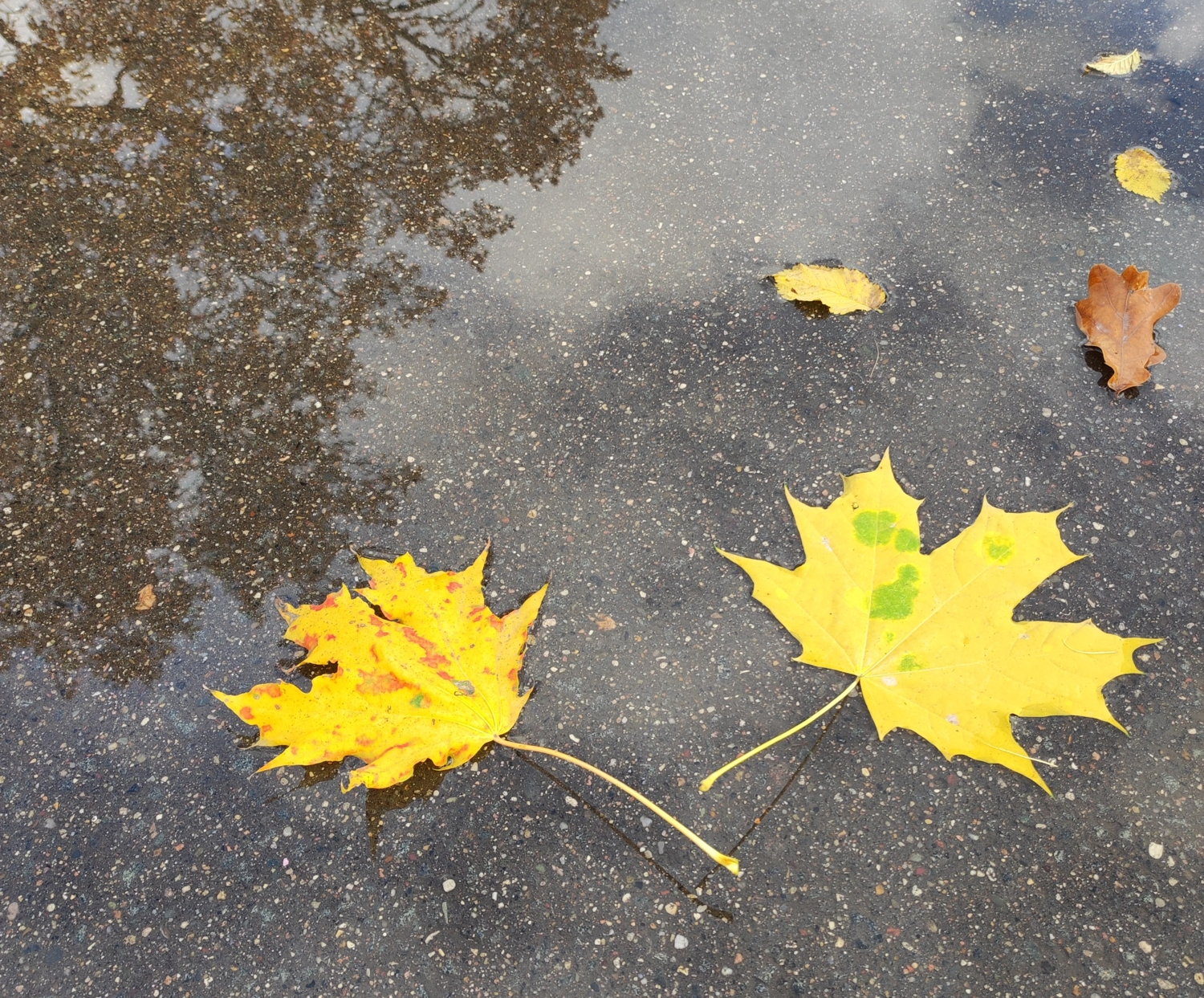 Опавшие листья