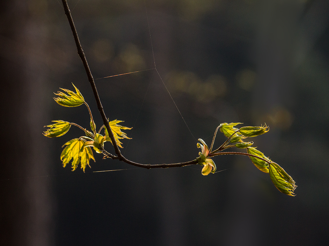 Пробуждение