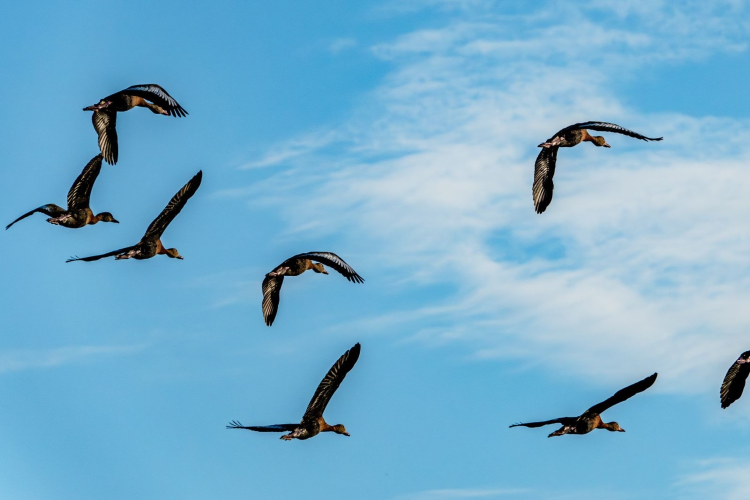 Свободные утки