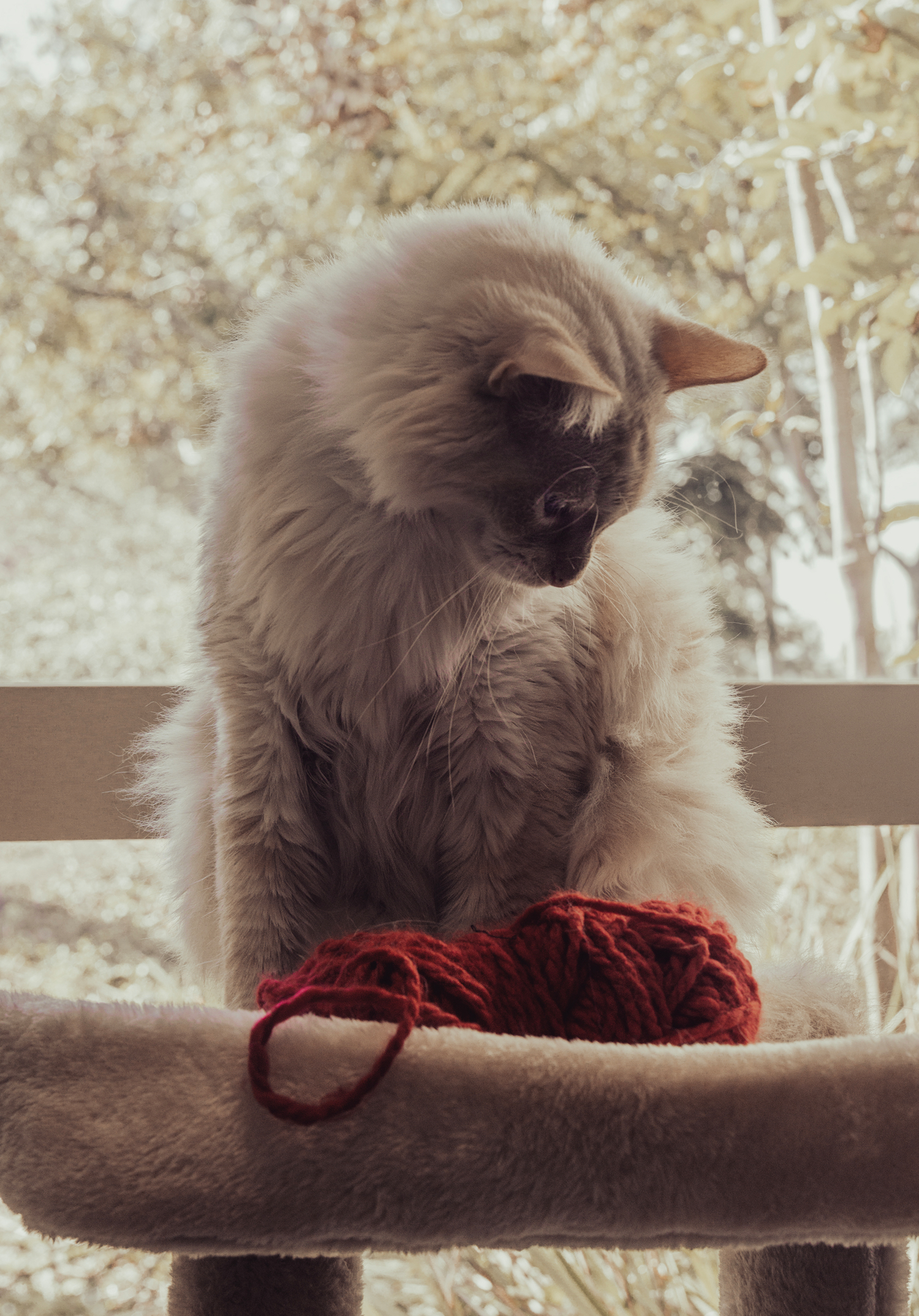 Кот и нитки