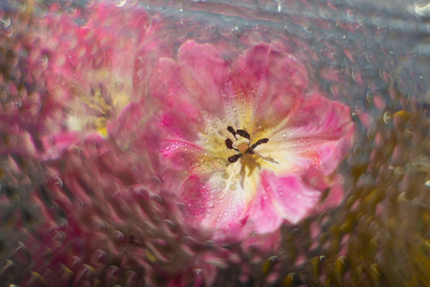 Тюльпановые мечты