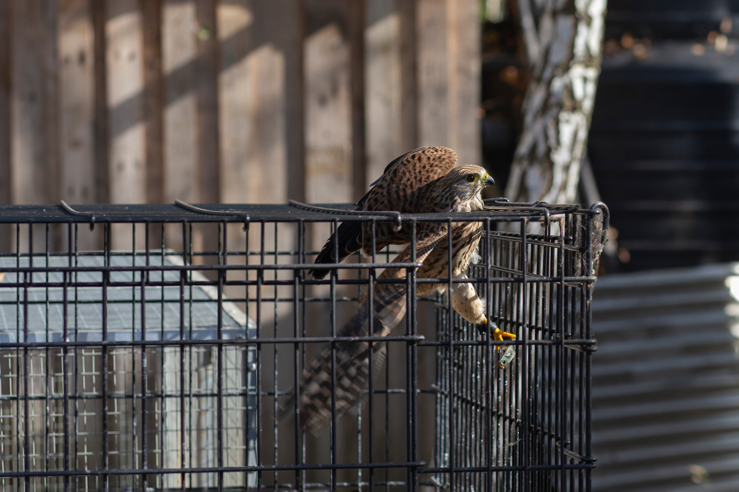 Попытка побега