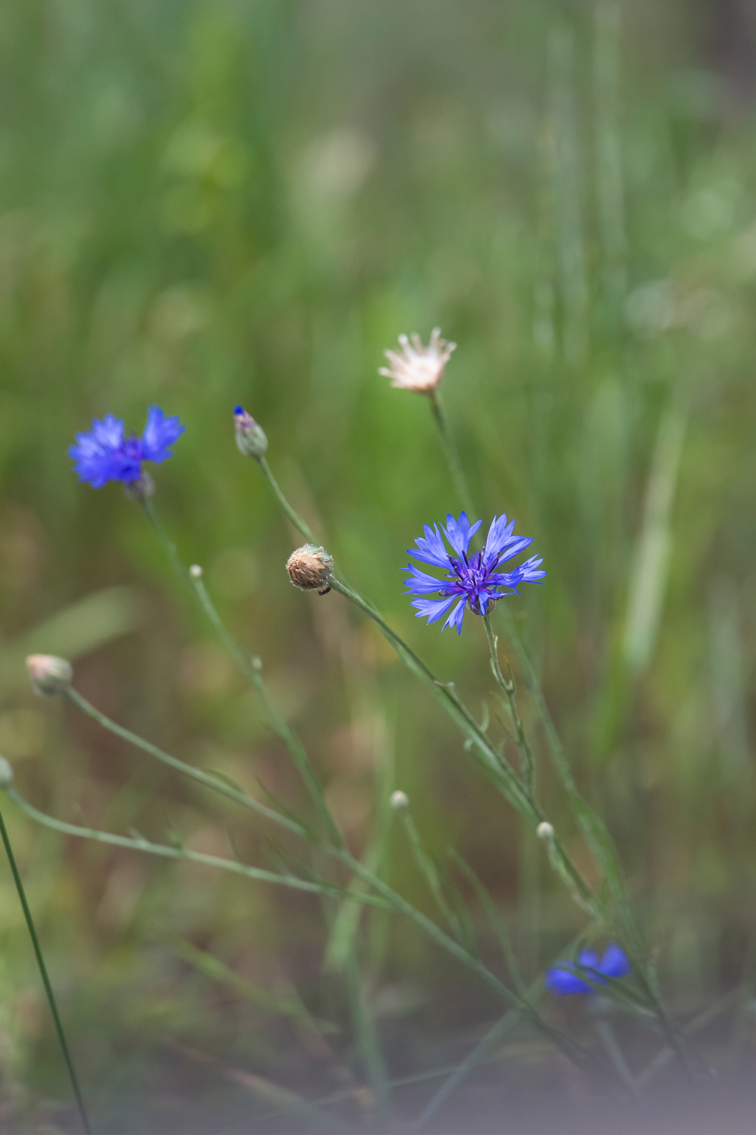 Лето, поле, васильки