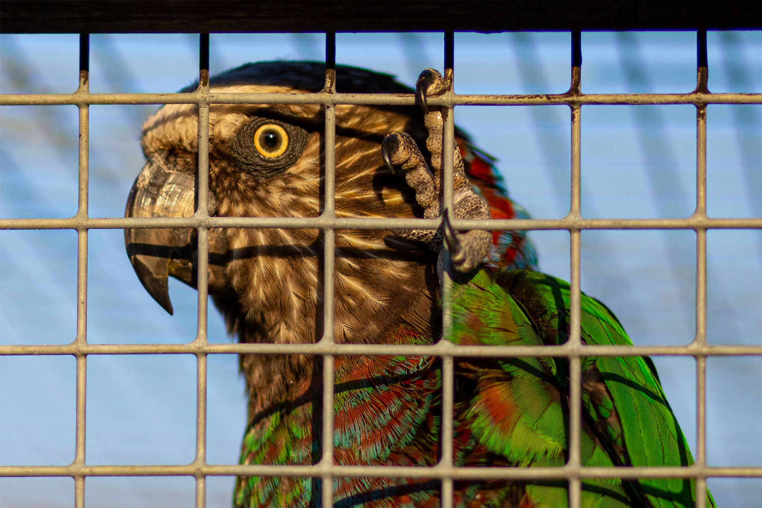 Гоша хороший!