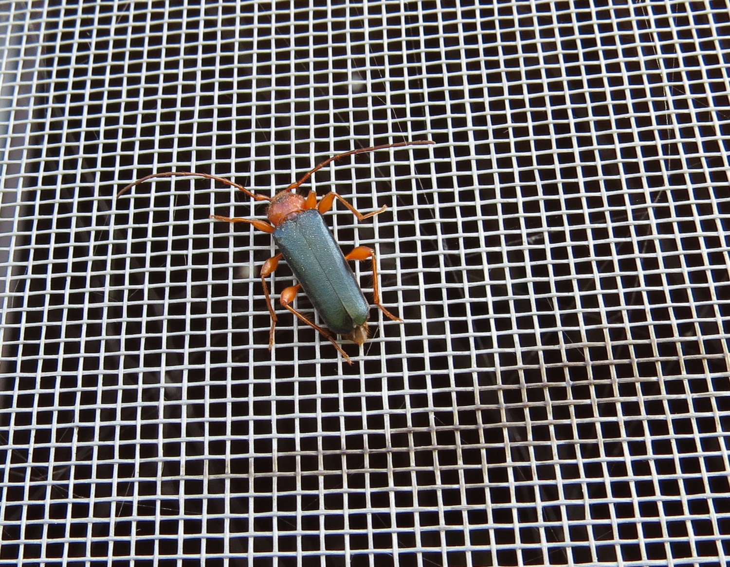 Жук на москитной сетке