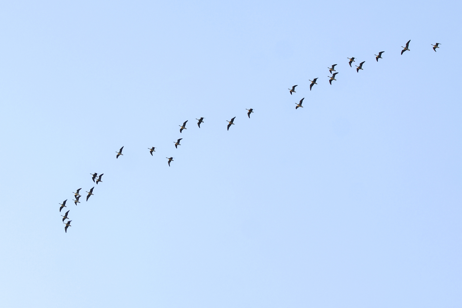 Весна летит