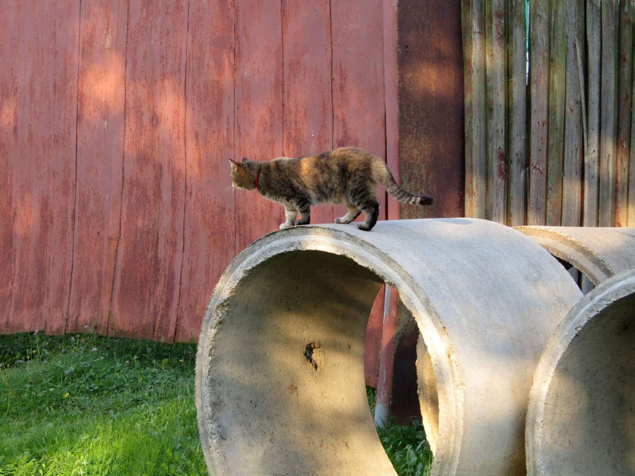 "Девочка" на "шаре"