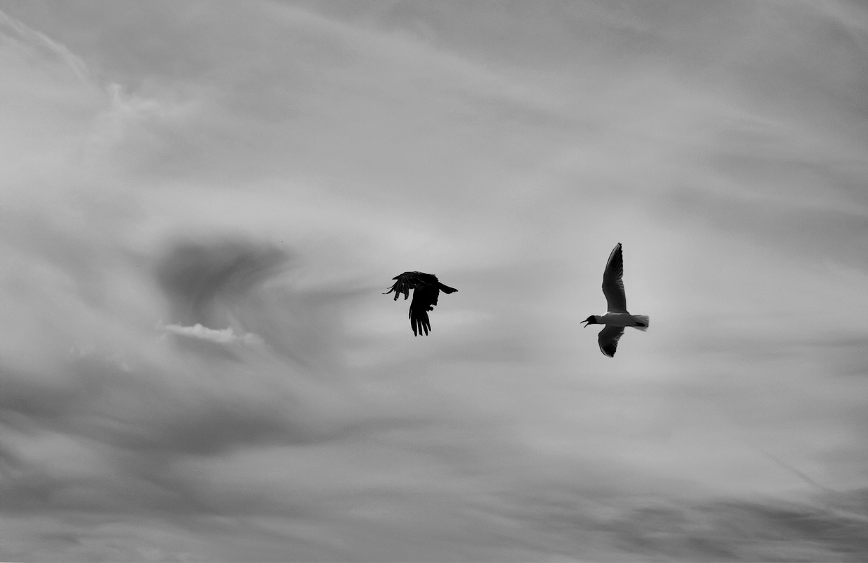 Птичьи разборки