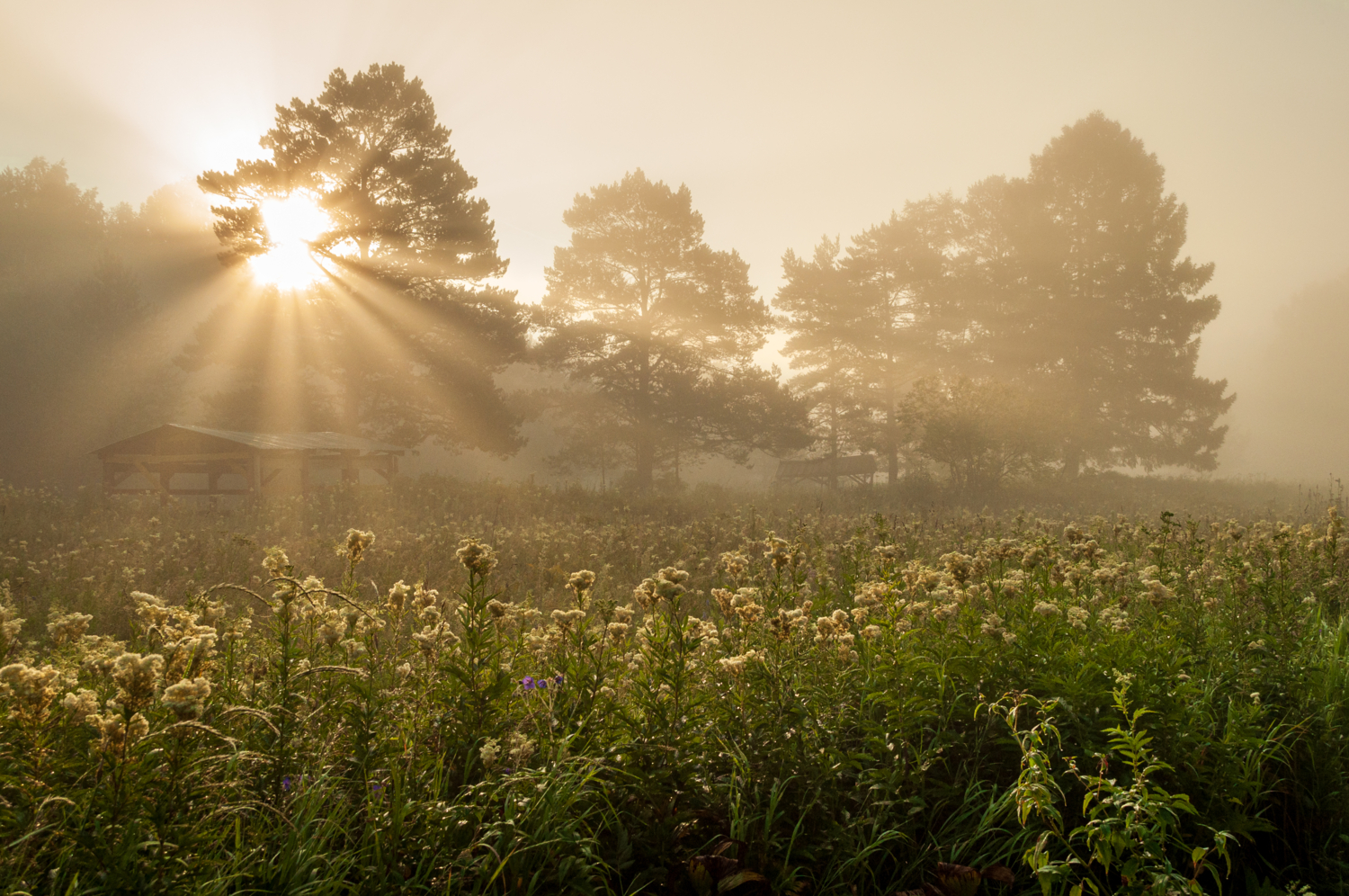 Доброе утро