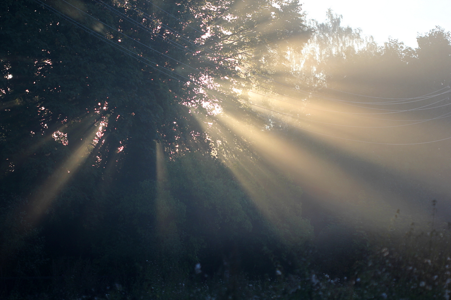 Летние лучи