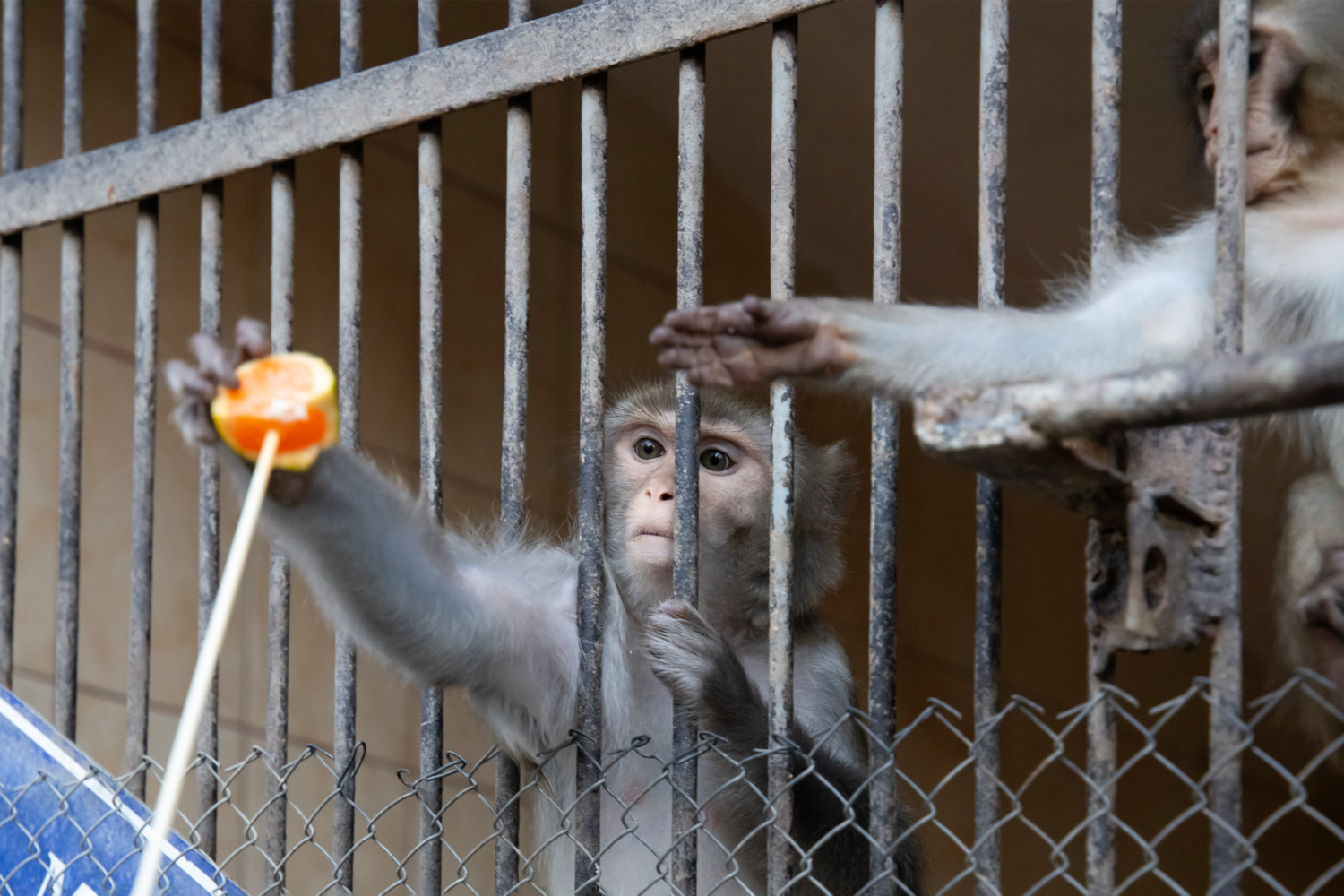 Мартышкин труд