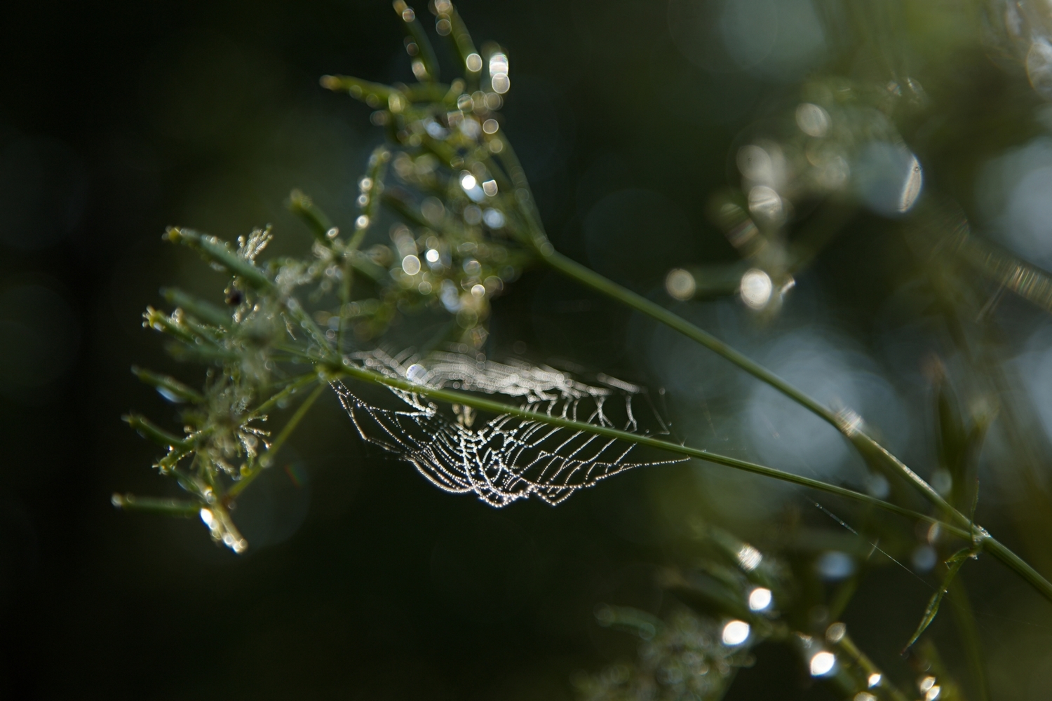 Утренние хрусталики