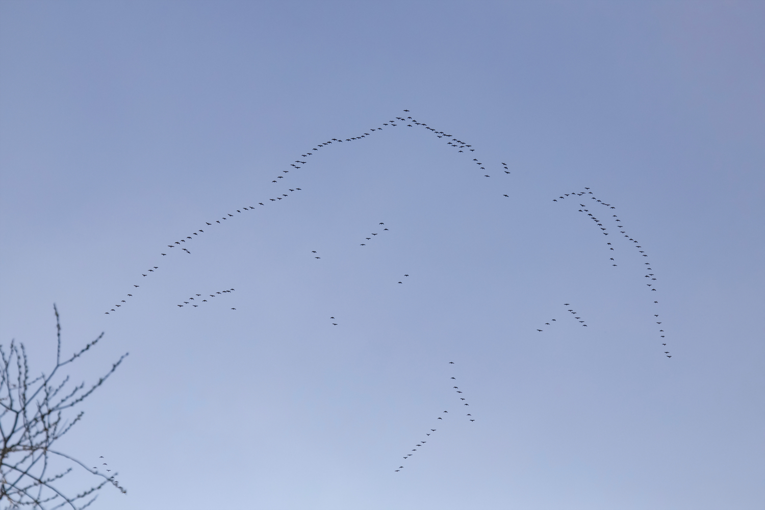 Снова птицы в стаи собираются