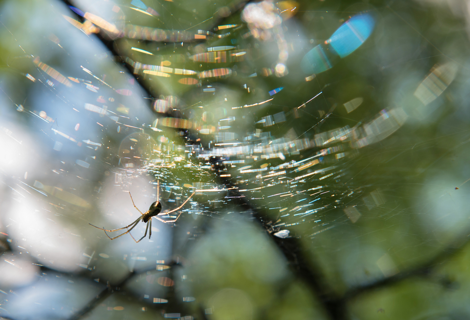 Весёлый паучок