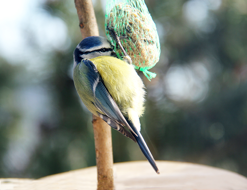 приклевался