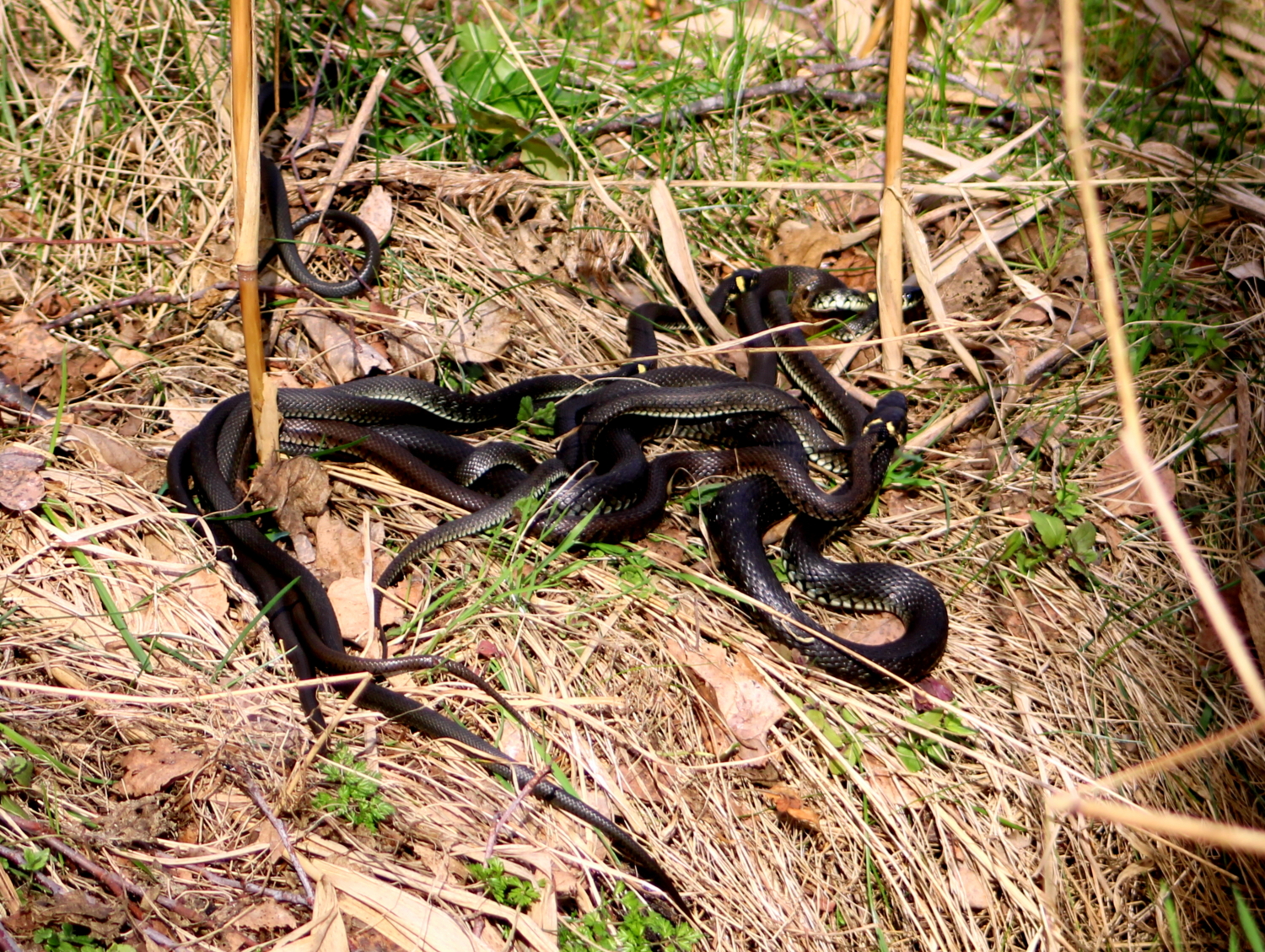 Клубок змей.