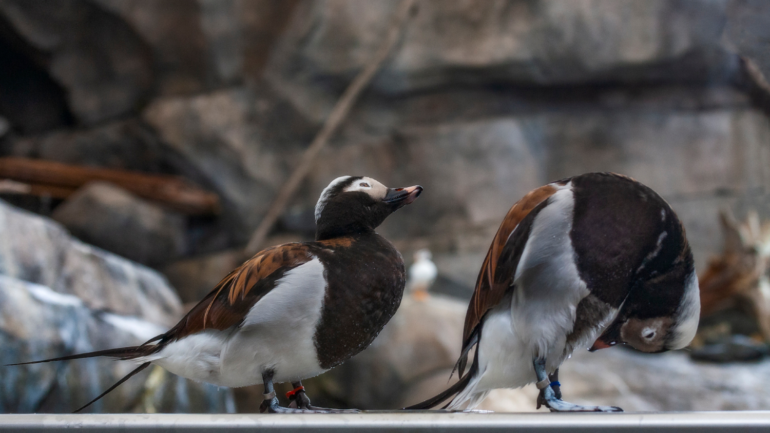 обручальные кольца