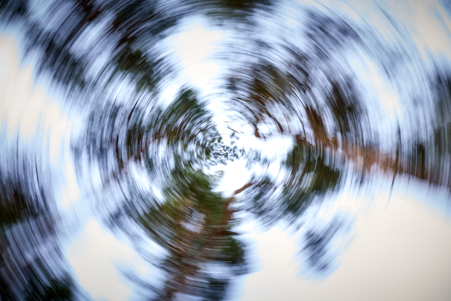 Вальс сосен