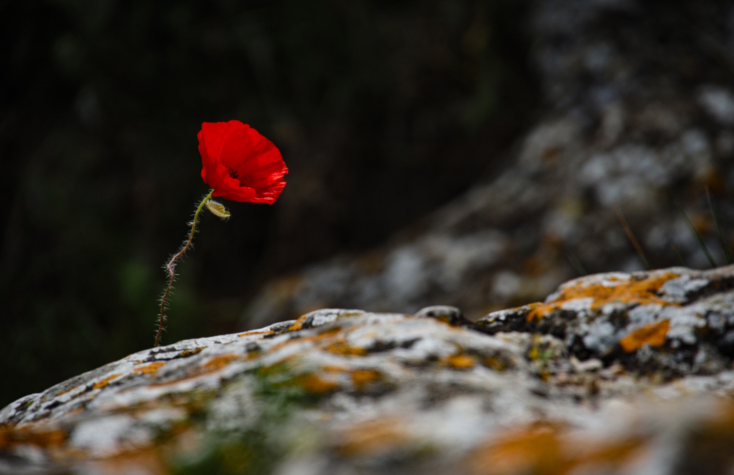 И на камнях растут цветы.