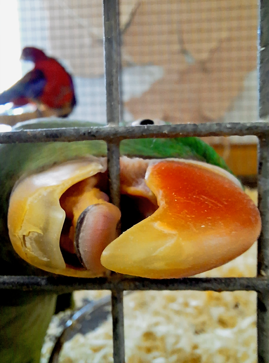 Свободу попугаям!