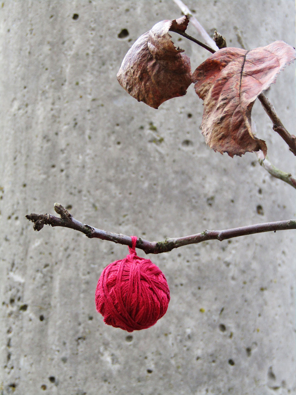 Осенний плод