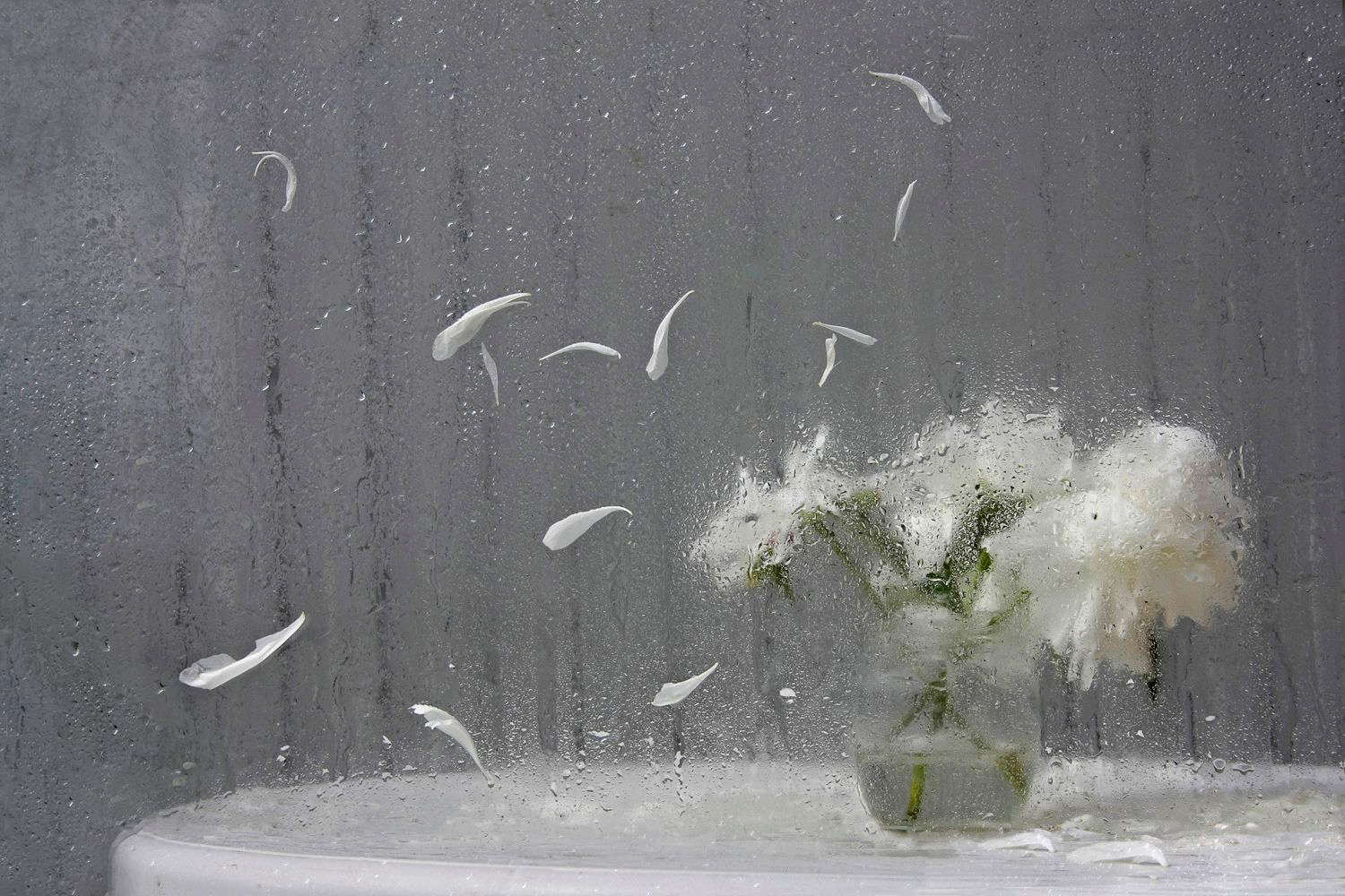 Прощание с пионами