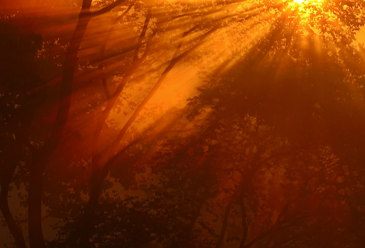 Сквозь листву