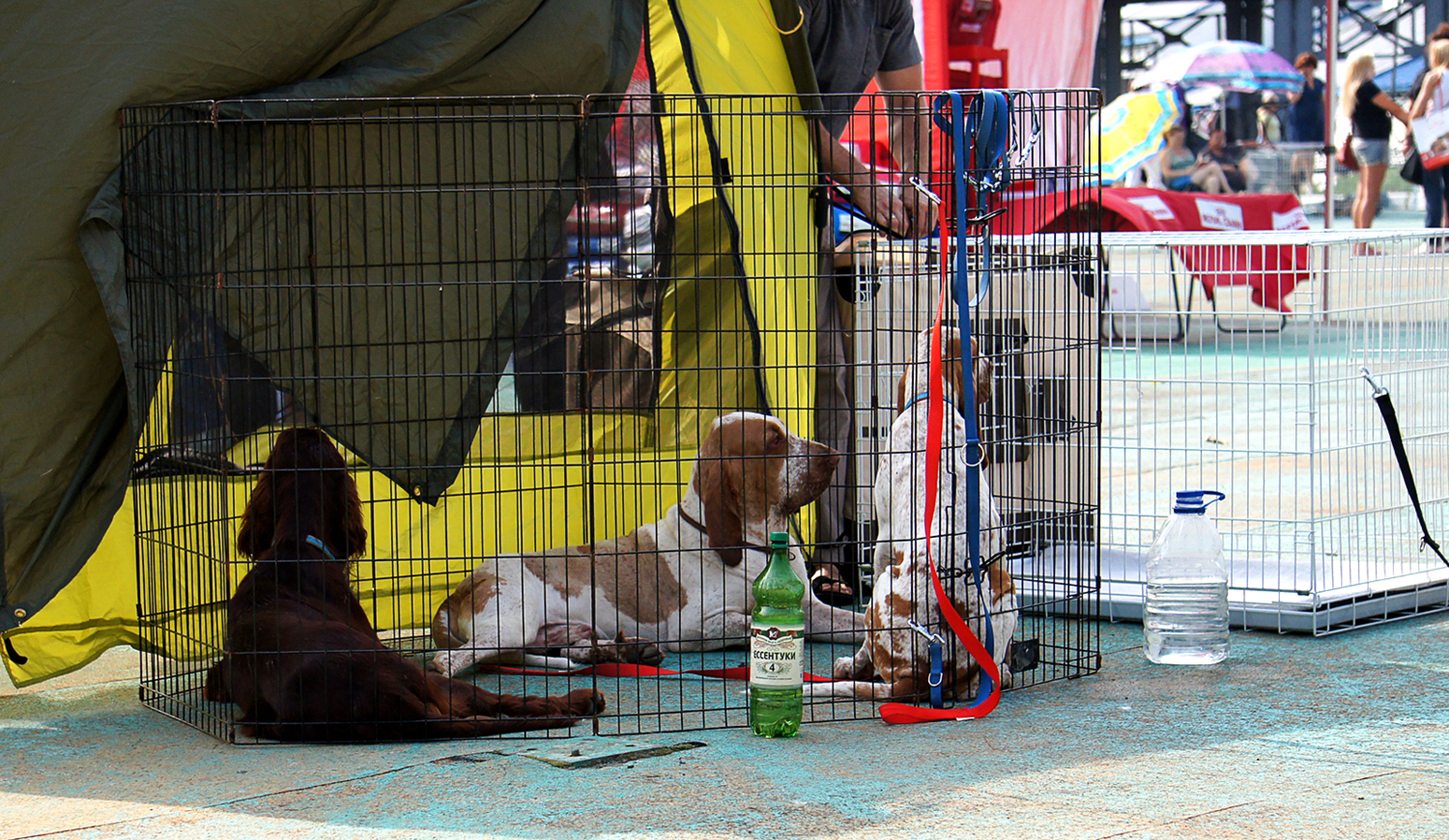 Клетка ожидания