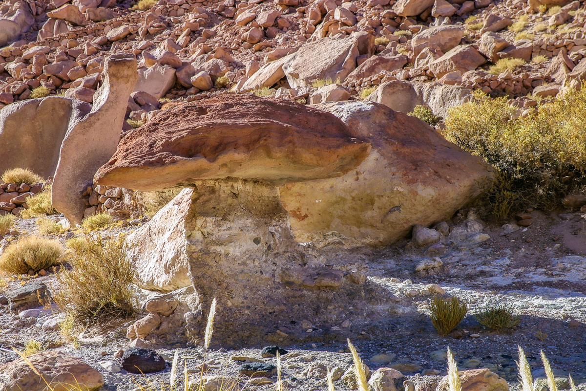 Подберёзовик