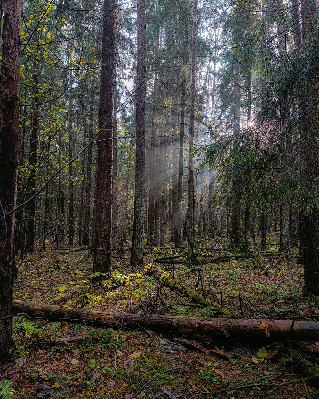 В заповедном лесу