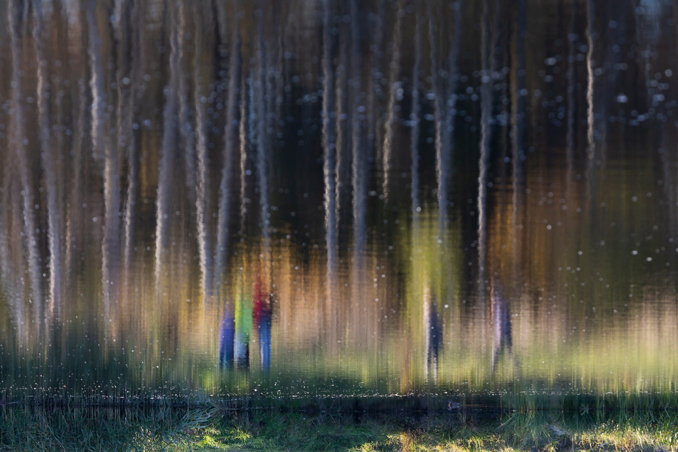 Волшебный лес