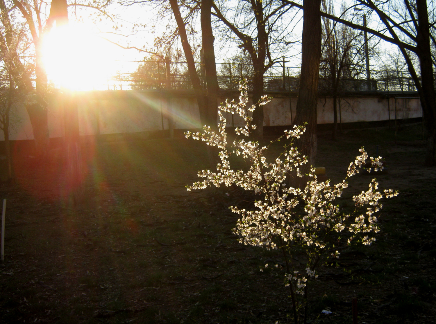 Вишня под лучами