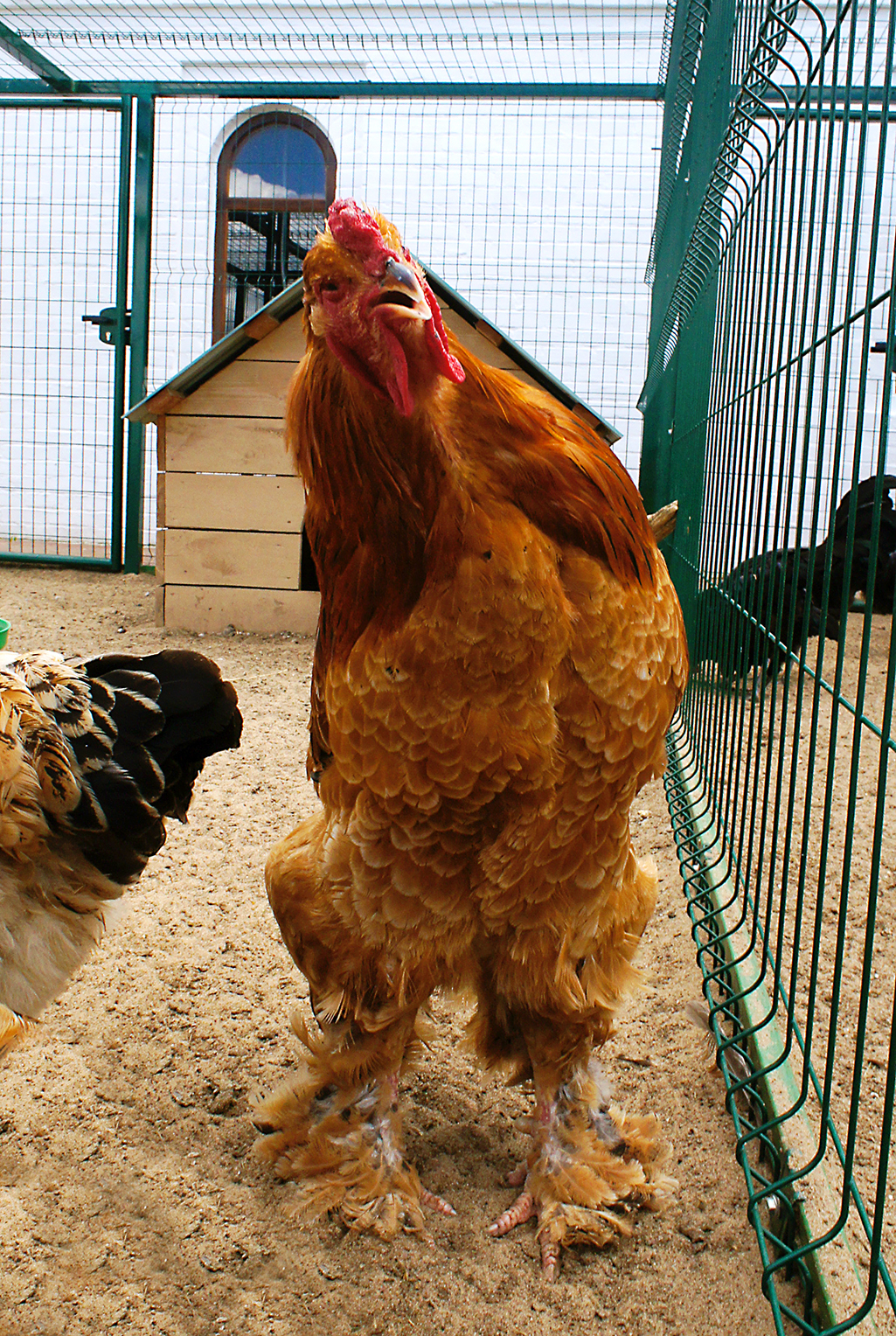 Главный в клетке