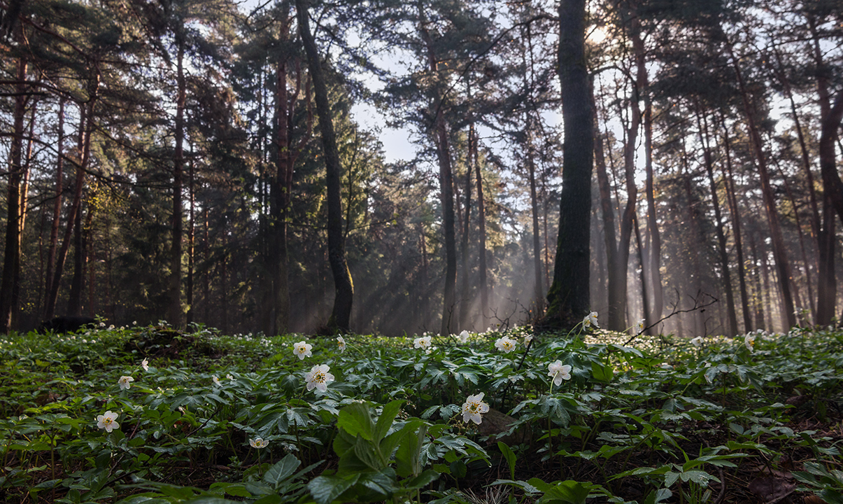 Весеннее утро