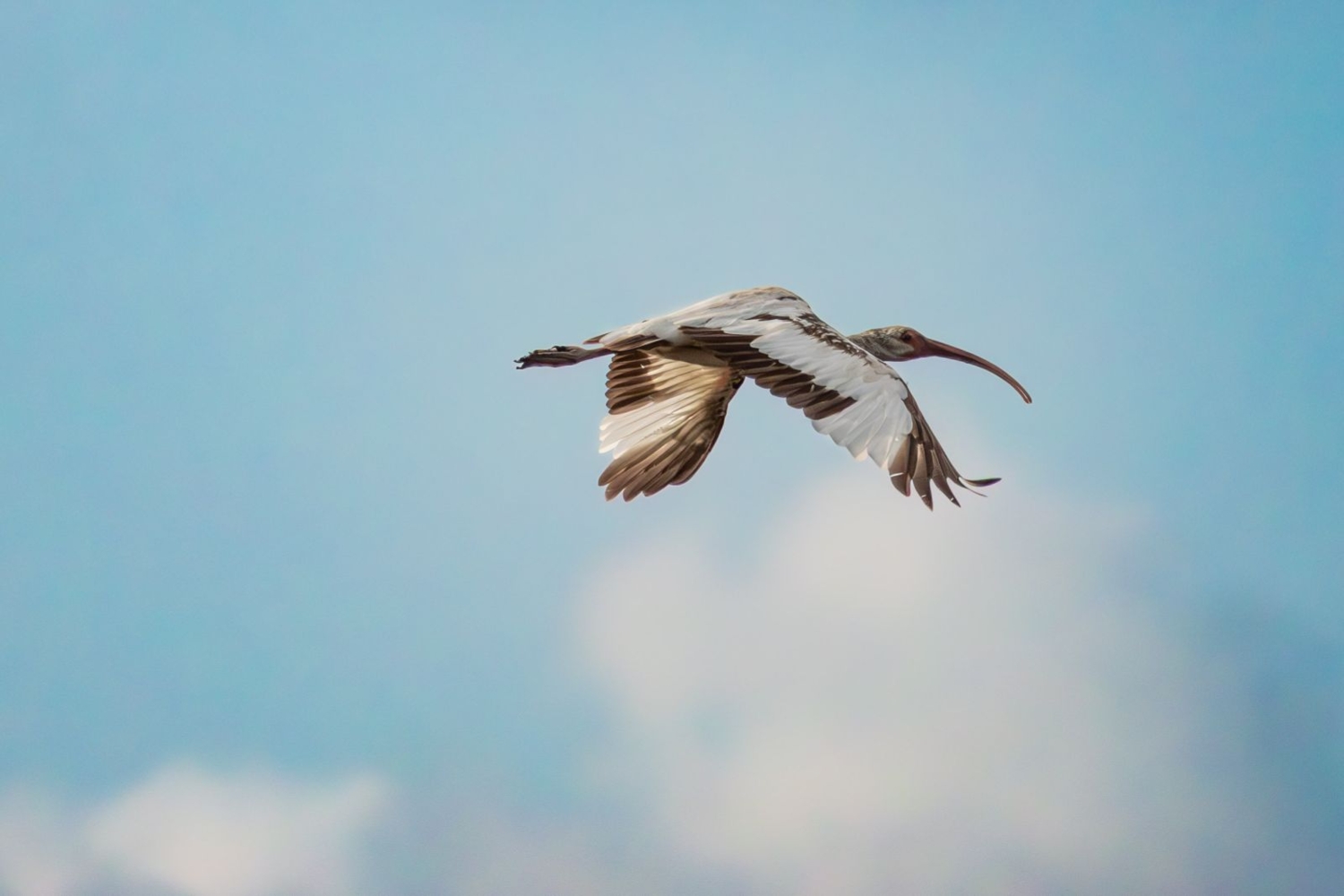 Молодой ибис