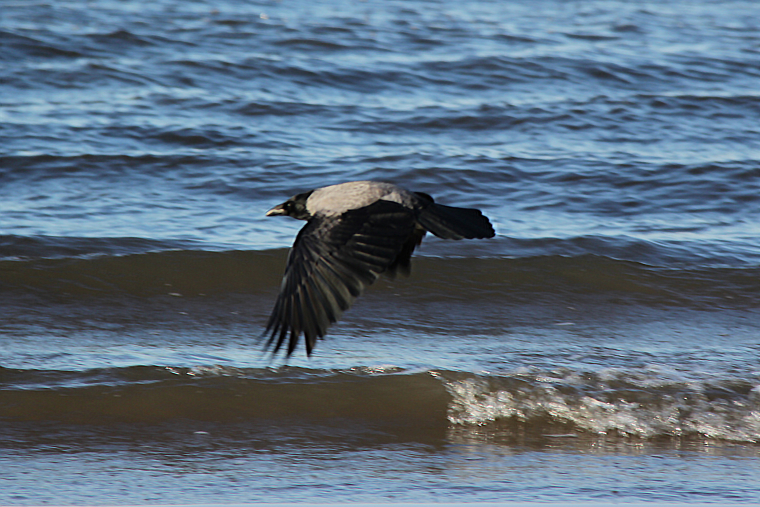 Ворон-охотник