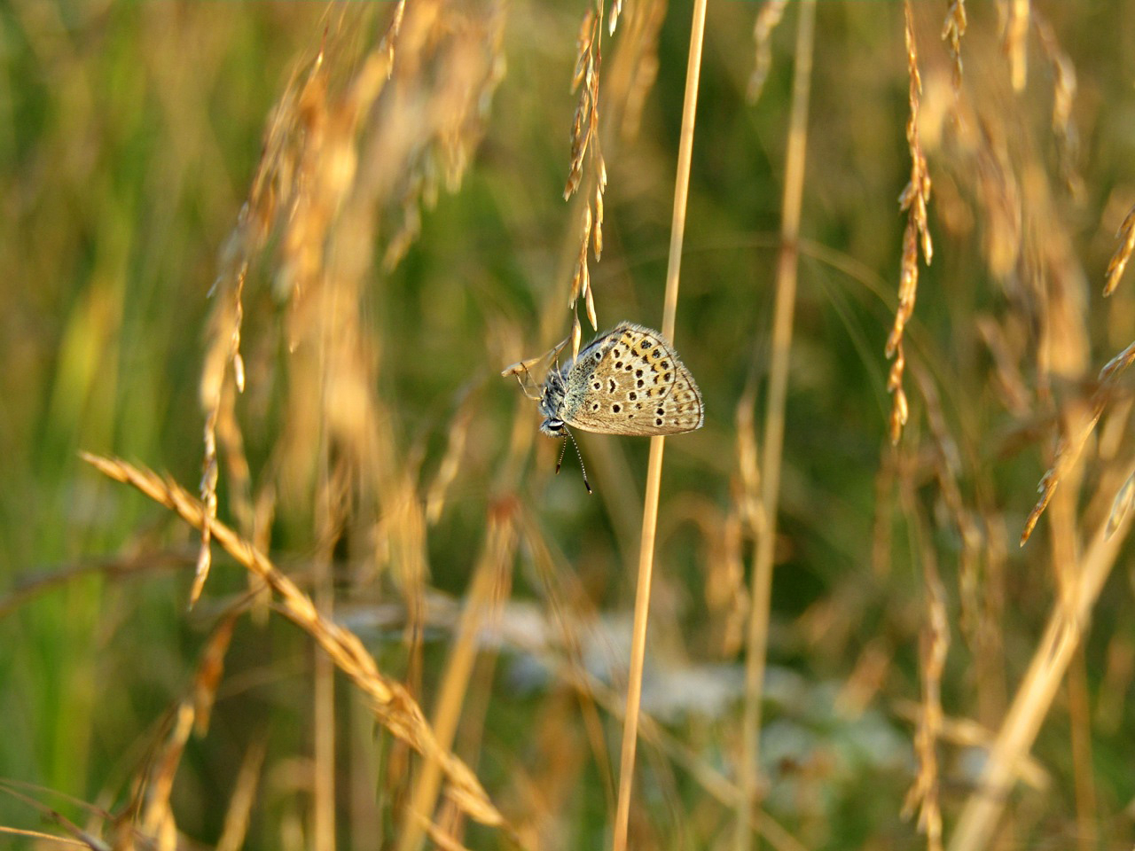 Пол золотым дождём
