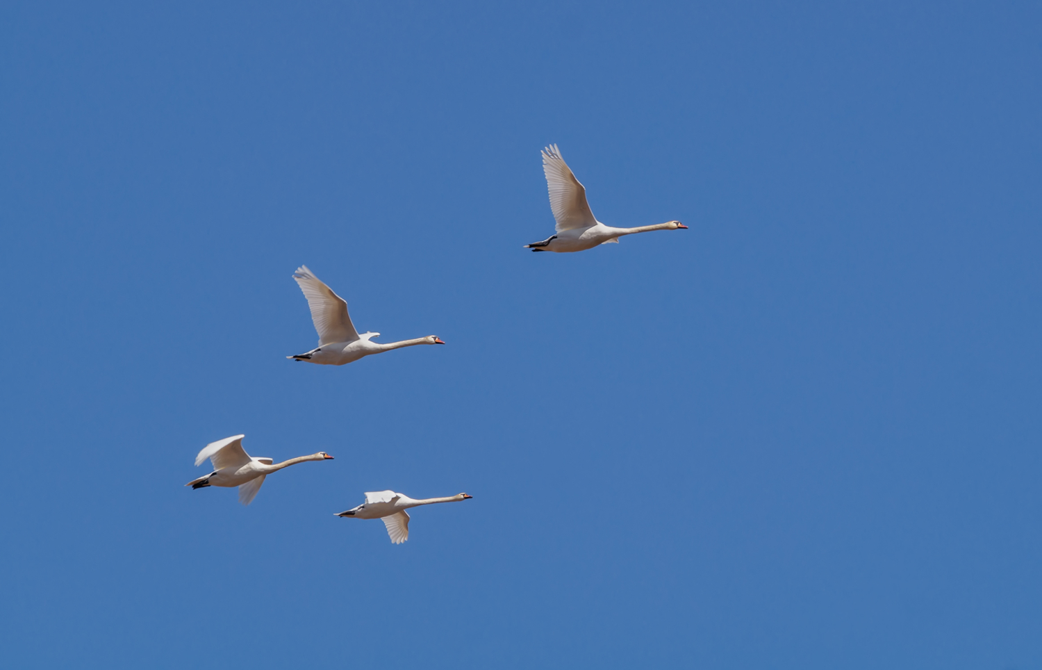 Лебеди летят...