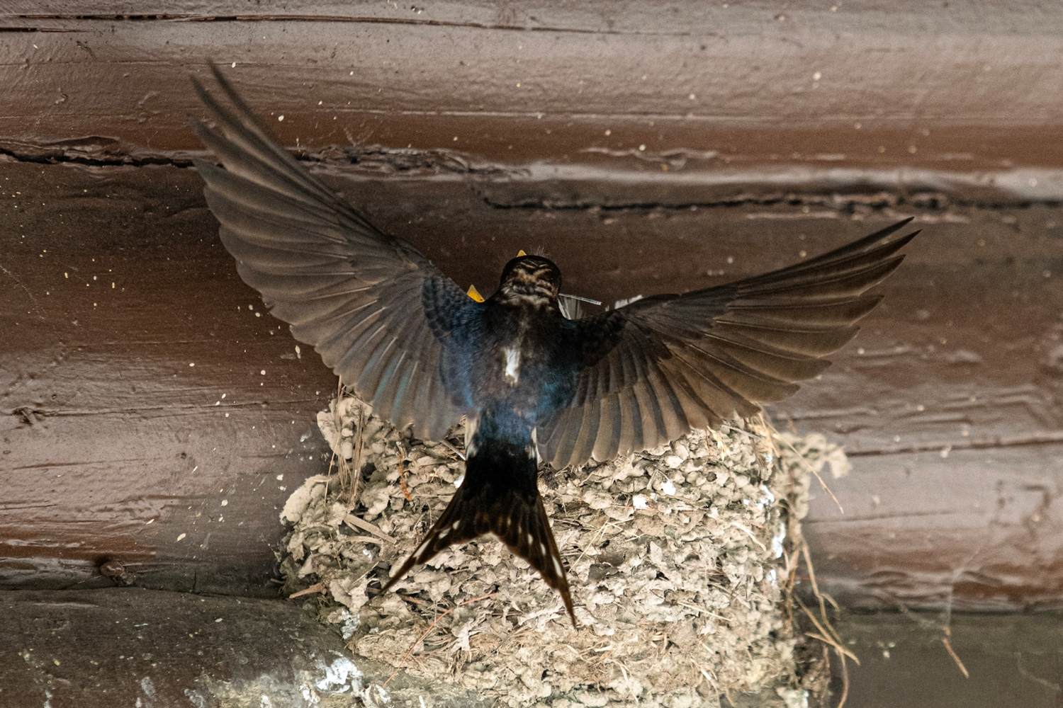 Несанкционированная съёмка птенцов запрещена
