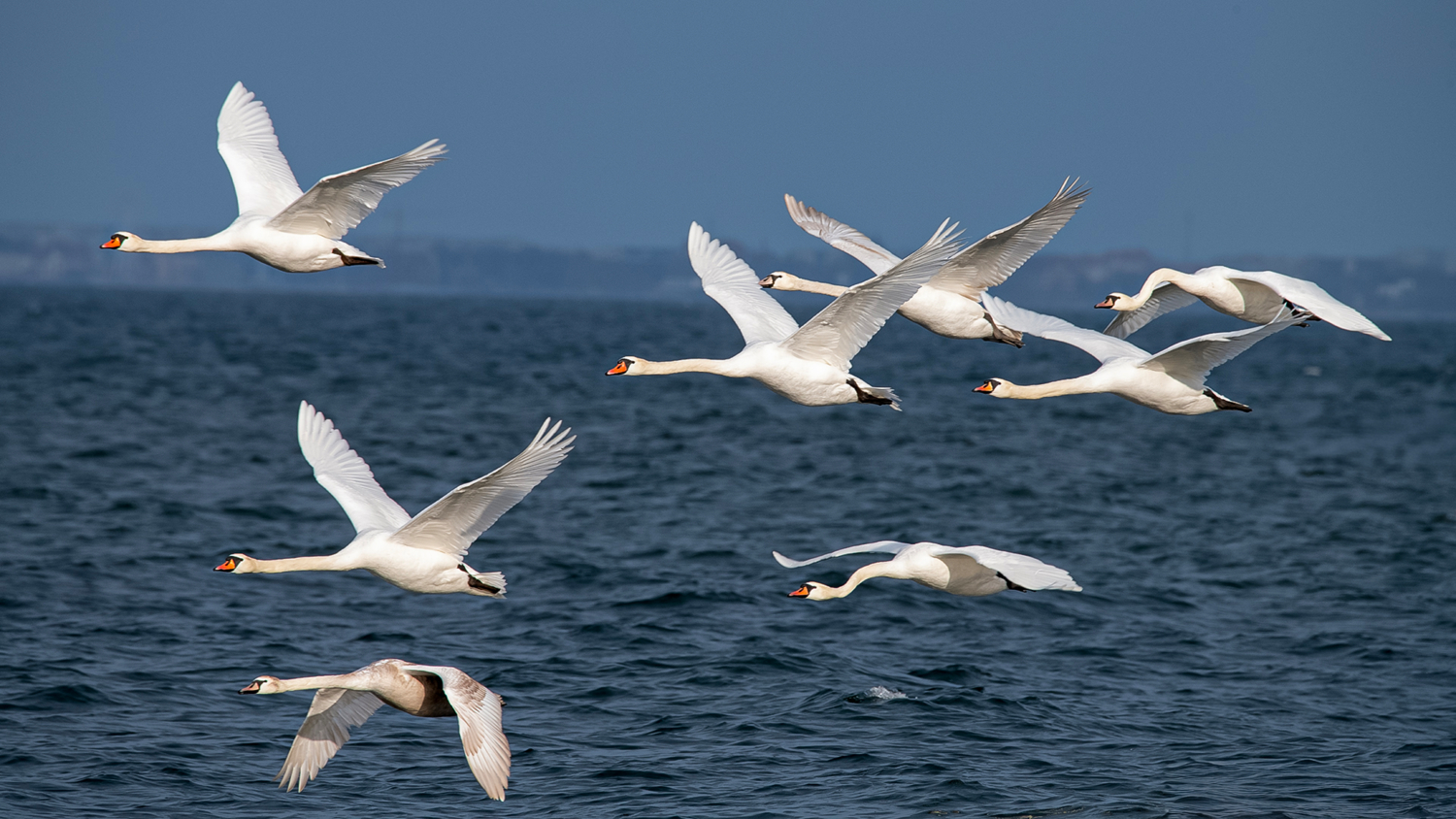 Эскадрилья "Лебедь"