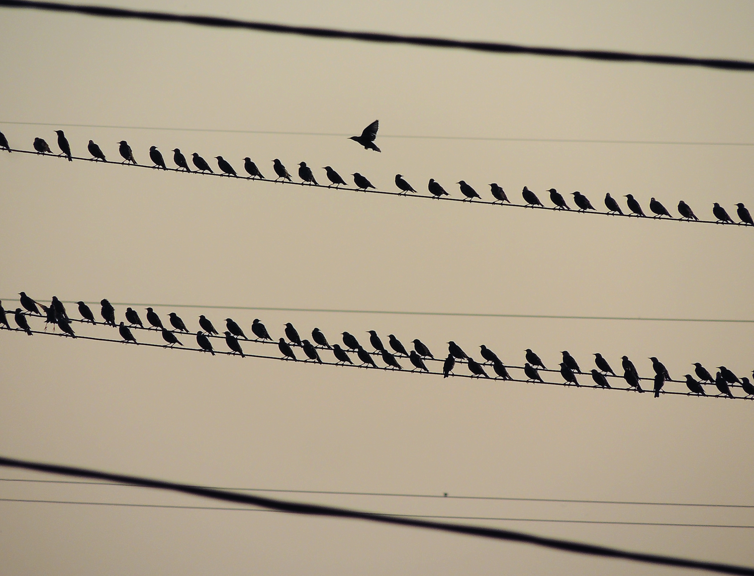 А одна маленькая птичка...