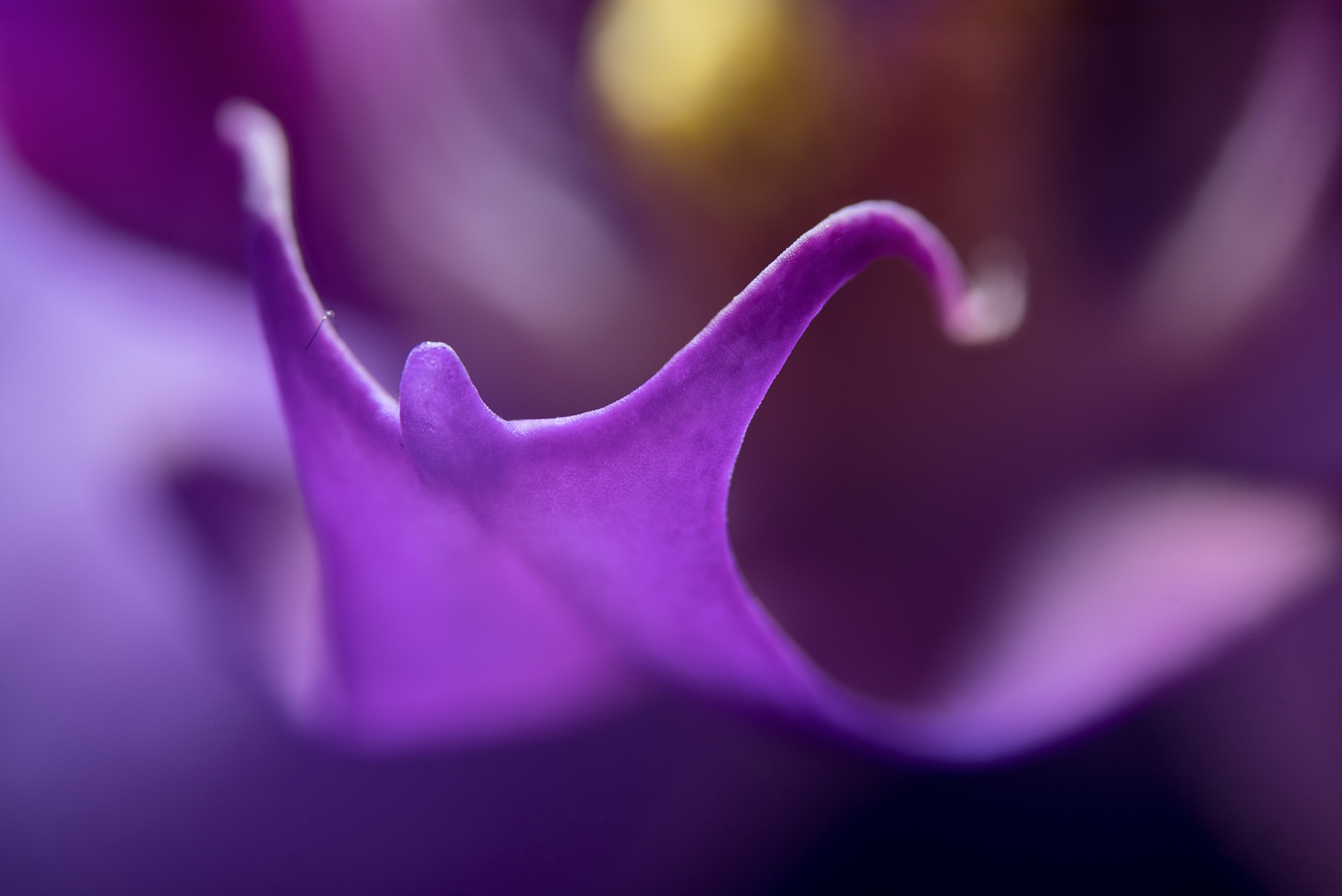 Цветок орхидеи.