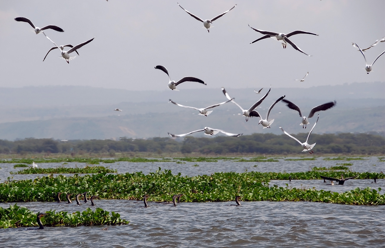 Кто плывет, а кто летит...