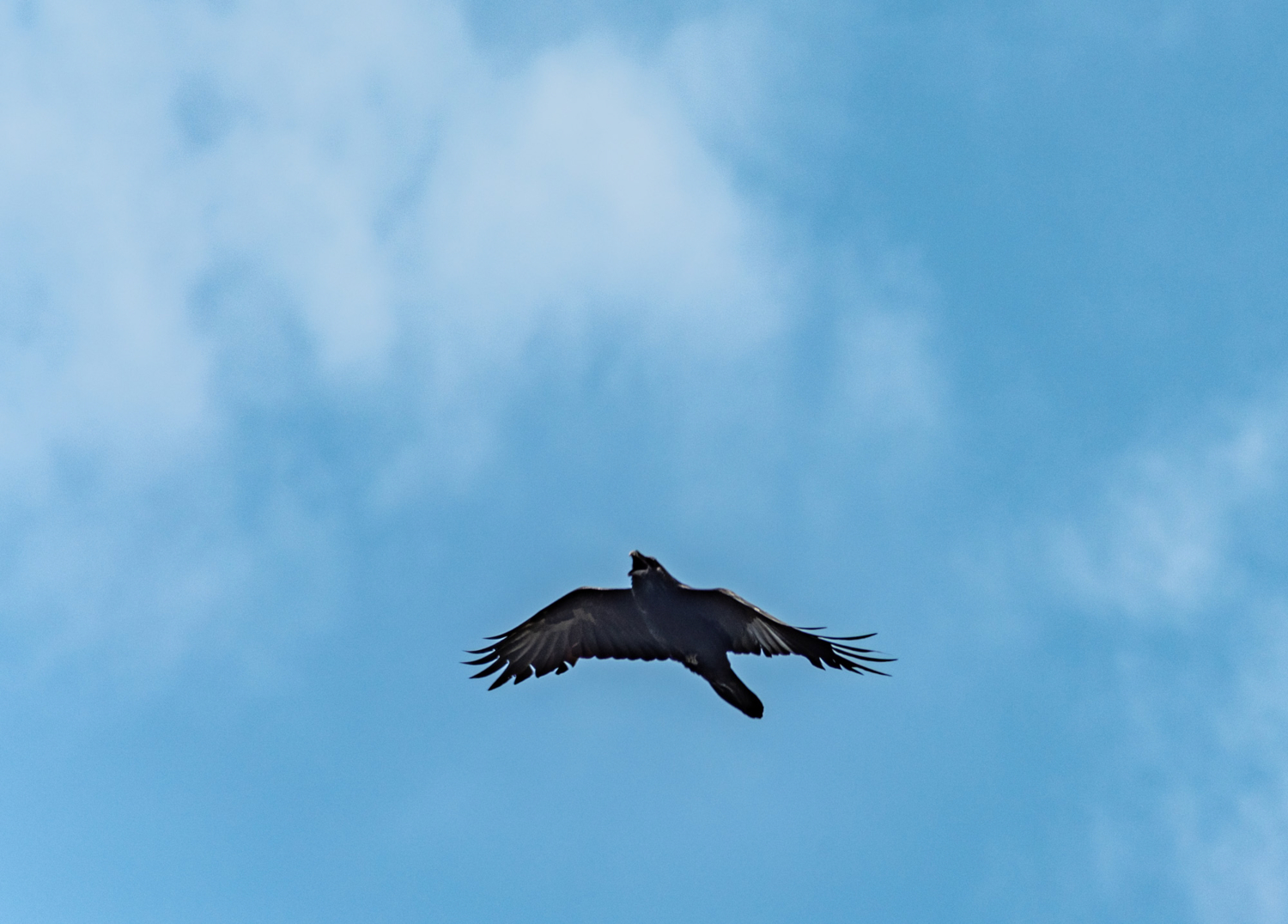 Черный ворон