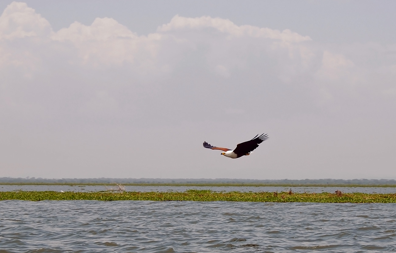 Летит.... Орел!!!