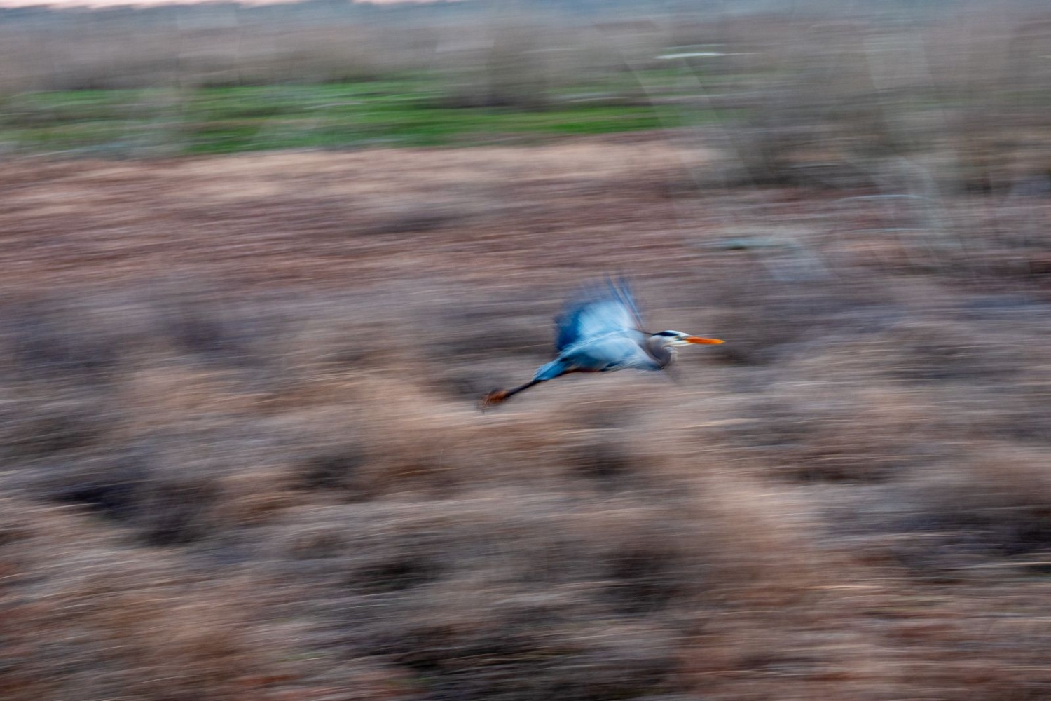 Полёт цапли