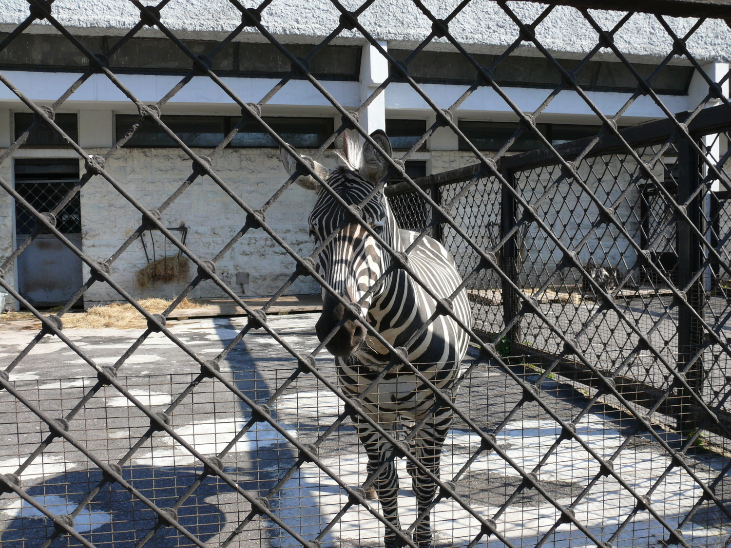 Грусть, печаль в твоих глазах ...