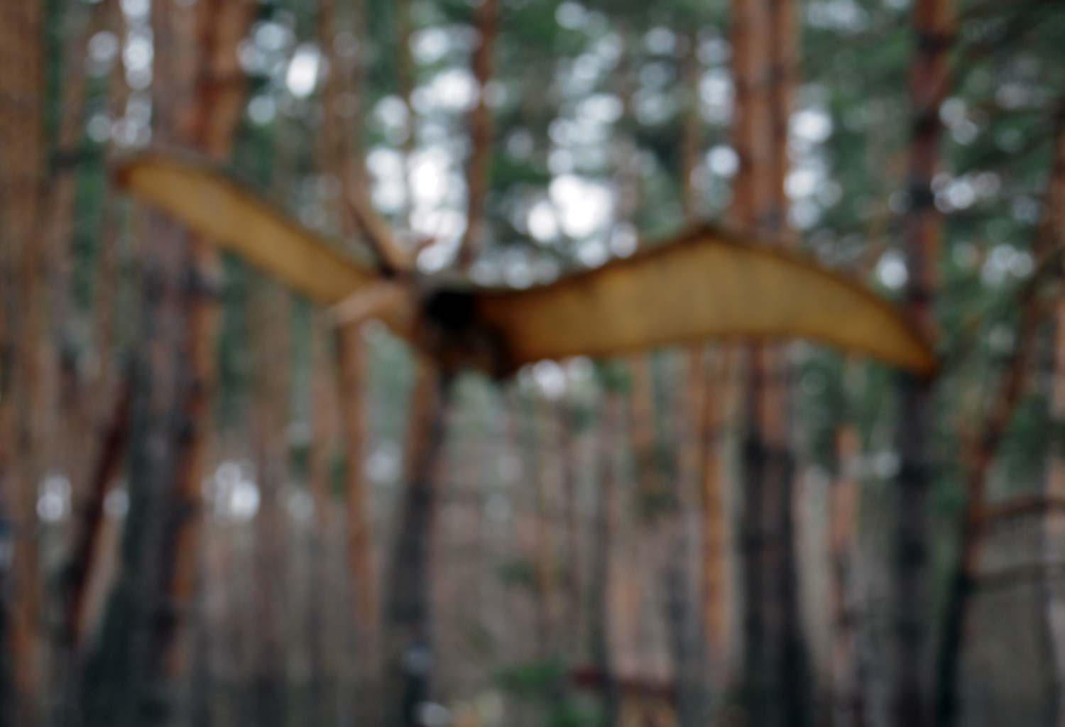 Приснился птеродактиль, но откуда взялось фото?