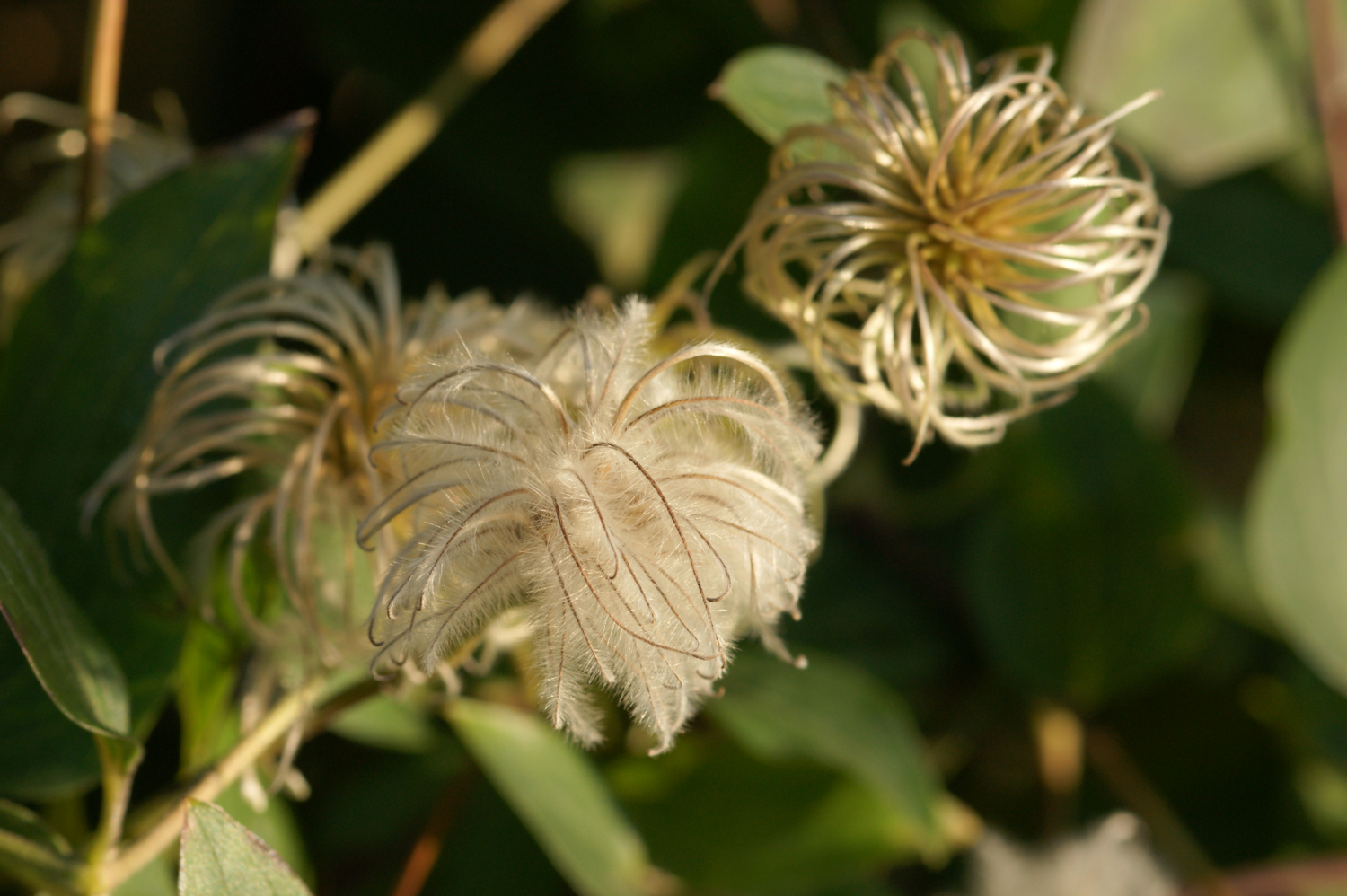 Мягкие клубочки