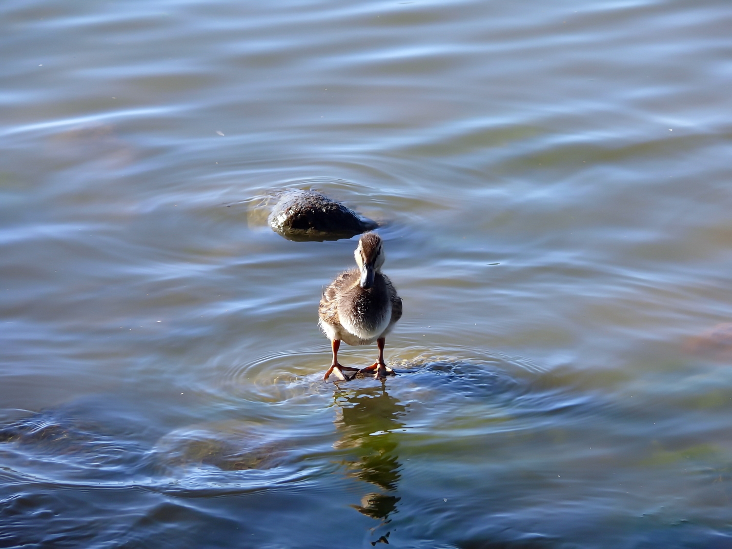 Камни спасения ...